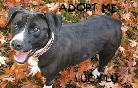 Lucy Lu, Bulldog, adult, available for adoption
