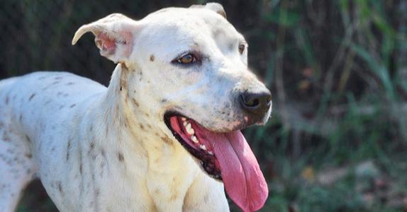Jamie, Terriers (Medium), adult, available for adoption