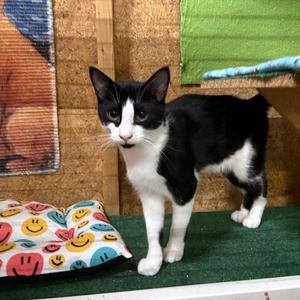 Cal, young, available for adoption
