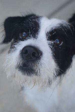 Pauli, Wirehaired Fox Terrier, available for adoption