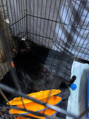 Monaka, adult, available for adoption