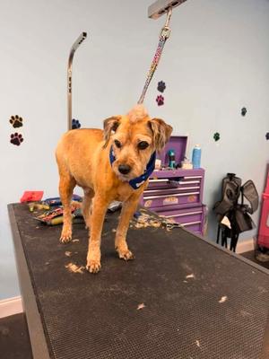 Willie, Terrier (Unknown Type, Small), senior, available for adoption