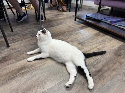 Enrique, available for adoption