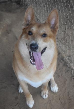 A happy dog with a light brown and white coat, standing on a dirt ground with a chain-link fence in the background. The dog has its mouth open, showing its tongue, and appears to be panting.