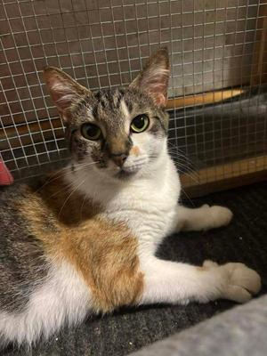 Princess cat, available for adoption