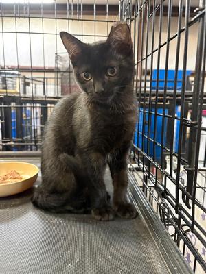 Sabrina, available for adoption