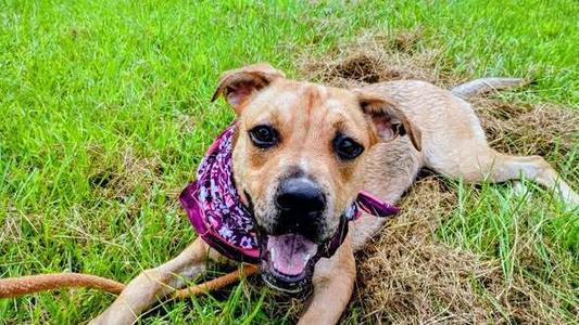 Thea, Boxer / Shepherds (All Types), available for adoption