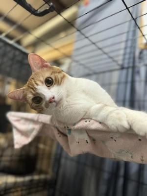 Peaches, adult, available for adoption