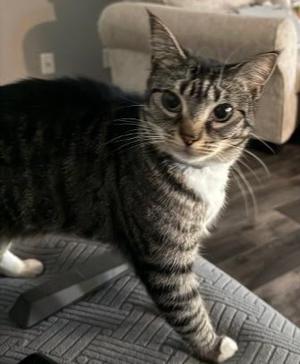 Huddle, available for adoption