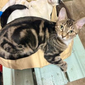Lovey, kitten, available for adoption