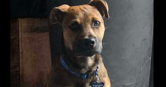 Boone, Shepherds (All Types), puppy, available for adoption