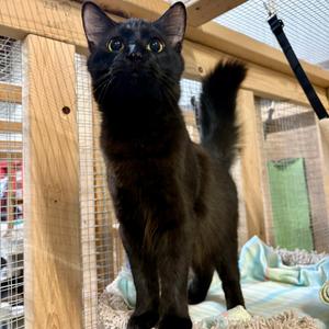 Elrond, young, available for adoption
