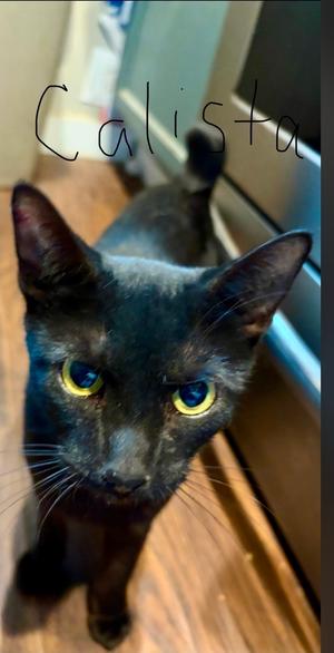 Calista, adult, available for adoption