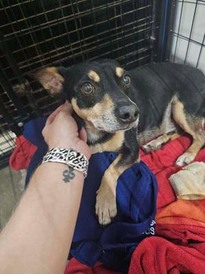 Bear, Jack Russell Terrier, adult, available for adoption