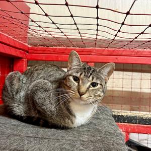Penne, young, available for adoption