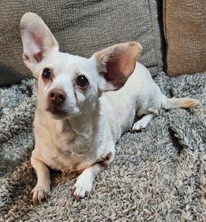 A small white dog with large ears lying on a gray carpet