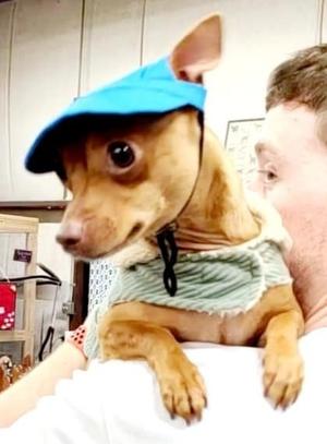 Craig, Chihuahua / Terrier (Unknown Type, Small), adult, available for adoption