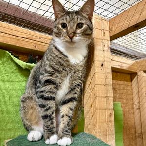 Quitman, young, available for adoption