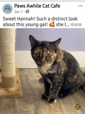 Hannah, available for adoption