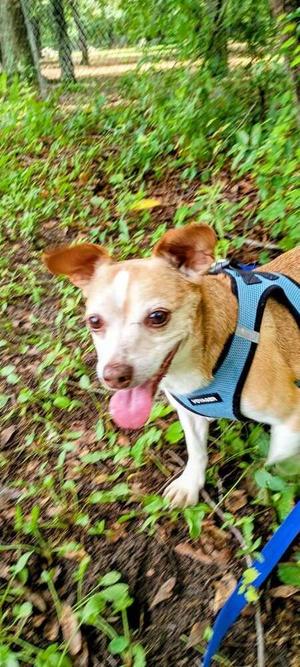 Benji, Jack Russell Terrier, adult, available for adoption