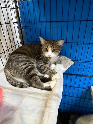 Mimi, available for adoption