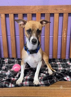**MARME**, Terrier, adult, available for adoption