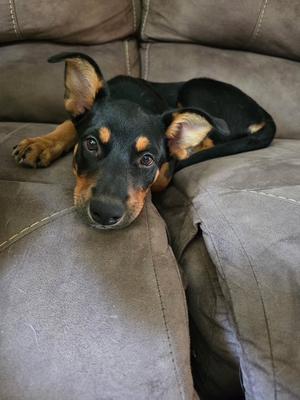 A black and tan puppy lying on a gray couch