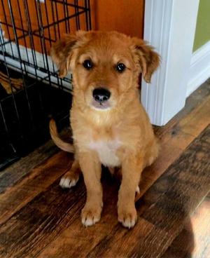 **HOWIE**, Golden Retriever, puppy, available for adoption