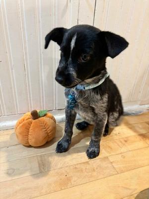 **BLUEBONNET**, Australian Cattle Dog/Blue Heeler, puppy, available for adoption