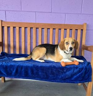 **LEO**, Beagle, young, available for adoption