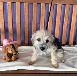 **BONNIE**, Yorkshire Terrier Yorkie, young, available for adoption
