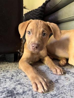 **JASPER**, Labrador Retriever, puppy, available for adoption
