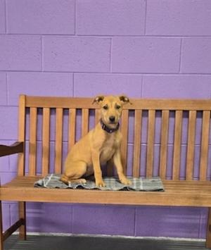 **LEONA**, Labrador Retriever, puppy, available for adoption