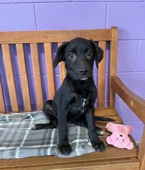 **HOLLY**, Black Labrador Retriever, puppy, available for adoption