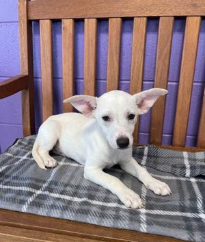 **LUAN**, Labrador Retriever / Terrier, puppy, available for adoption