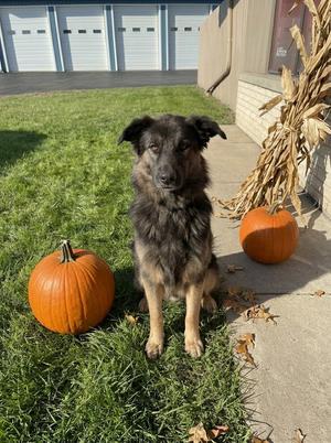 **ETHEL**, Shepherd, adult, available for adoption