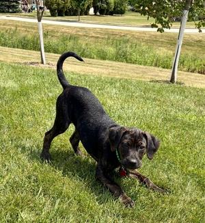 **ROSS**, Hound / Terrier, puppy, available for adoption