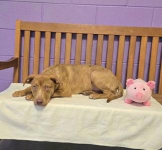 **PEACHES**, Labrador Retriever / Australian Cattle Dog/Blue Heeler, puppy, available for adoption