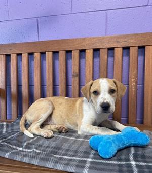 **FLAN**, Hound / Shar Pei, puppy, available for adoption
