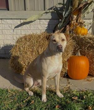 **BRUISER**, Labrador Retriever, adult, available for adoption