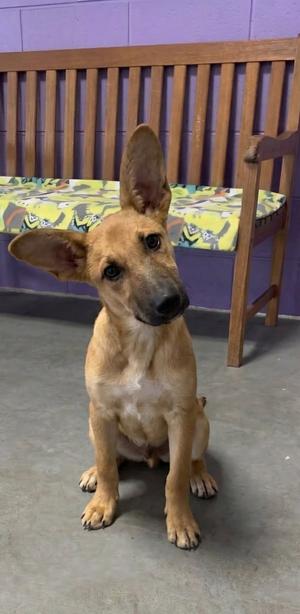 **APOLLO**, Shepherd, puppy, available for adoption