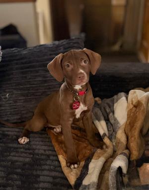 **EMERALD**, Labrador Retriever, puppy, available for adoption