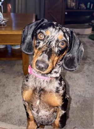 **HARMONEE**, Dachshund, adult, available for adoption