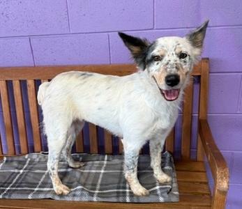 **POPPY**, Australian Shepherd, young, available for adoption
