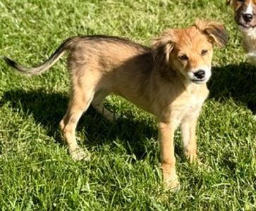 **KIWI**, Australian Shepherd, puppy, available for adoption