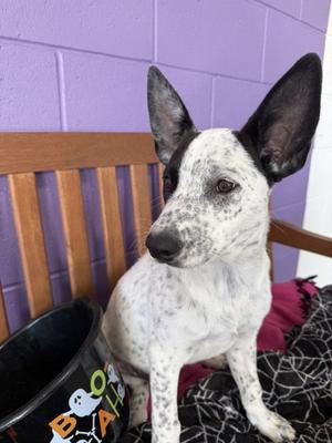 **BIRDIE**, Australian Cattle Dog/Blue Heeler, puppy, available for adoption
