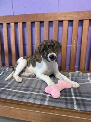 **PENNY**, Hound / Terrier, puppy, available for adoption
