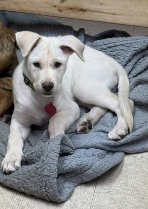 **PADDINGTON**, Labrador Retriever, puppy, available for adoption