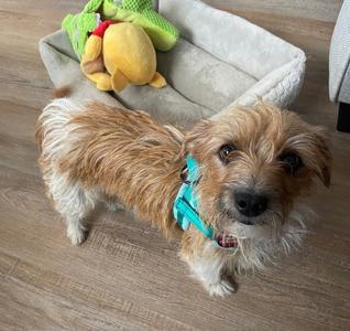 A small dog with a shaggy brown and white coat, wearing a blue collar, standing on a wooden floor. In the background, there is a pet bed with a green and yellow stuffed toy.