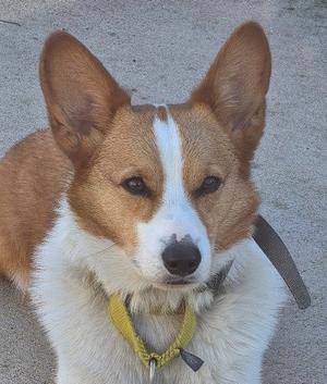 **FORD**, Welsh Corgi, adult, available for adoption